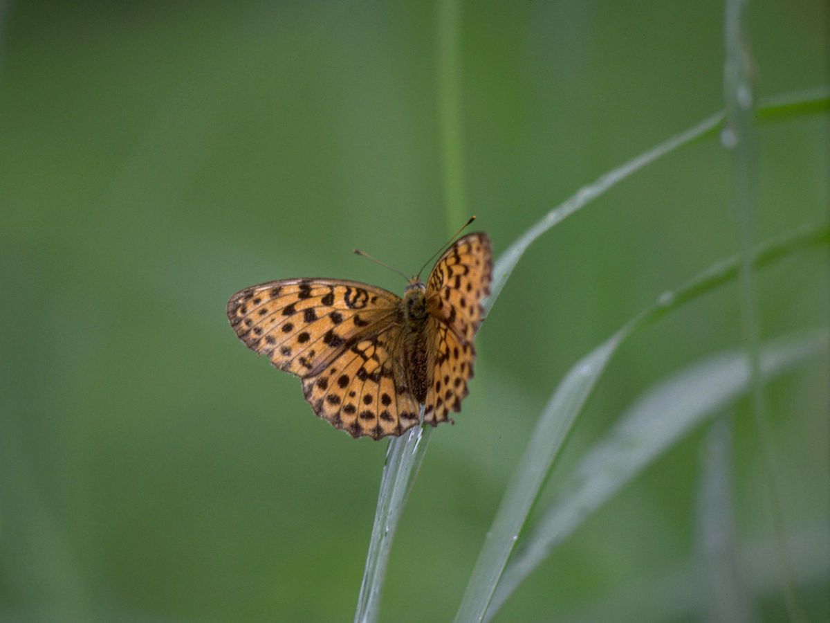 小雨の中のヒョウモンチョウ 動物 虫 昆虫 Ganref