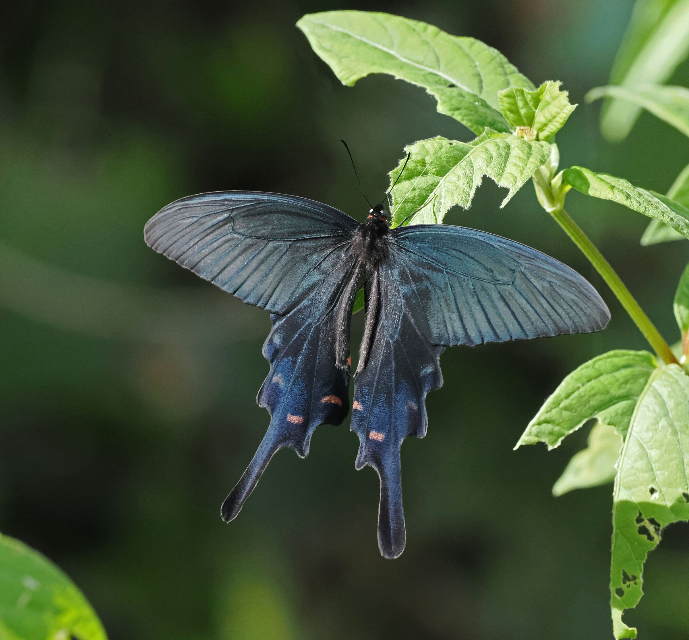 マエオビジャコウアゲハ マエオビジャコウアゲハ マエオビジャコウアゲハ マエモン