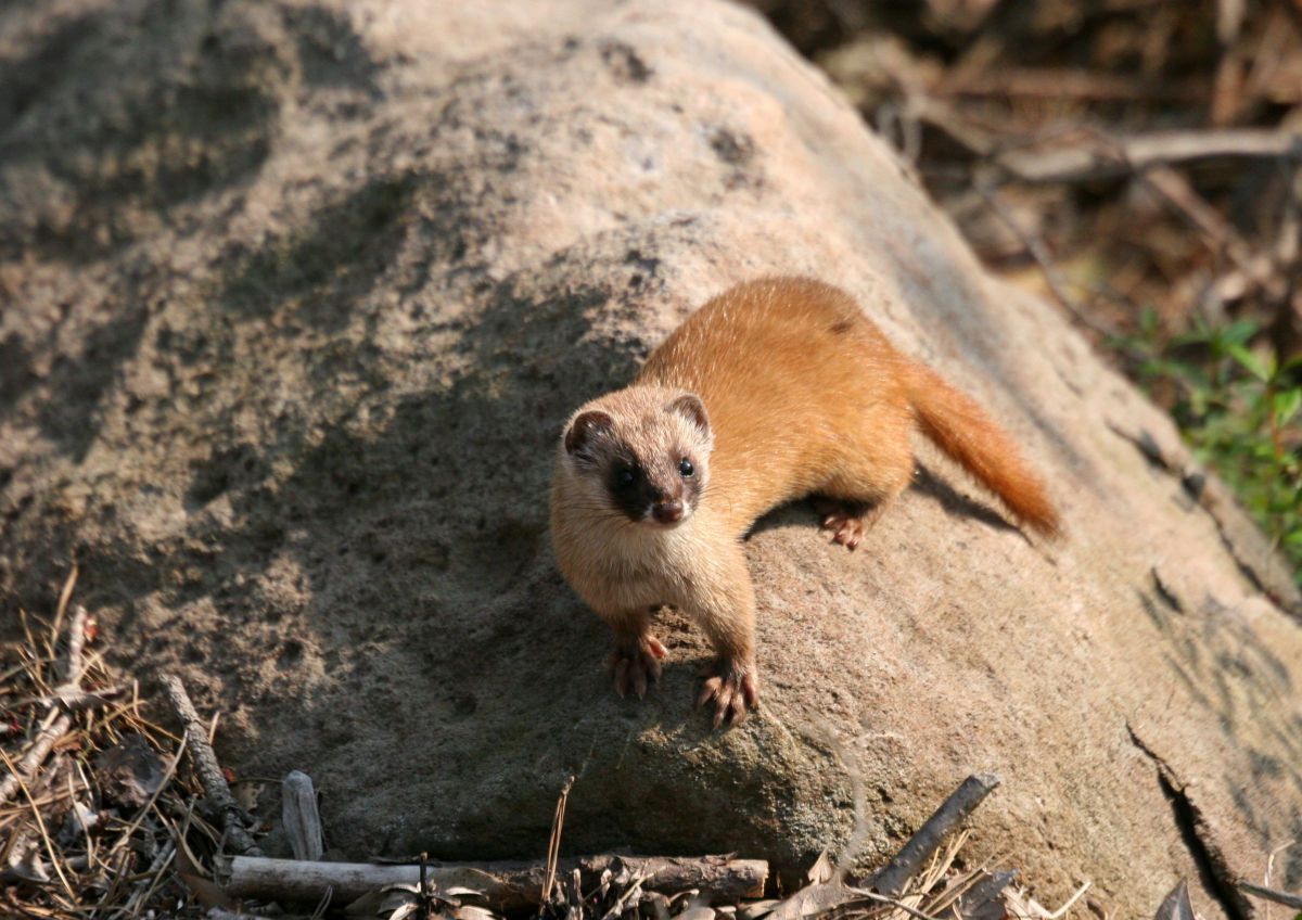 小豆島のイタチⅠ | GANREF