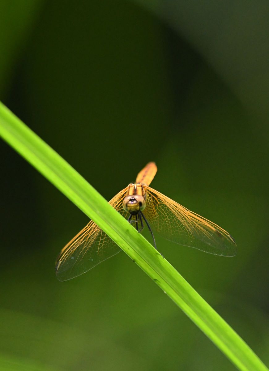 ウスバキトンボ ベニトンボに訂正 動物 虫 昆虫 Ganref