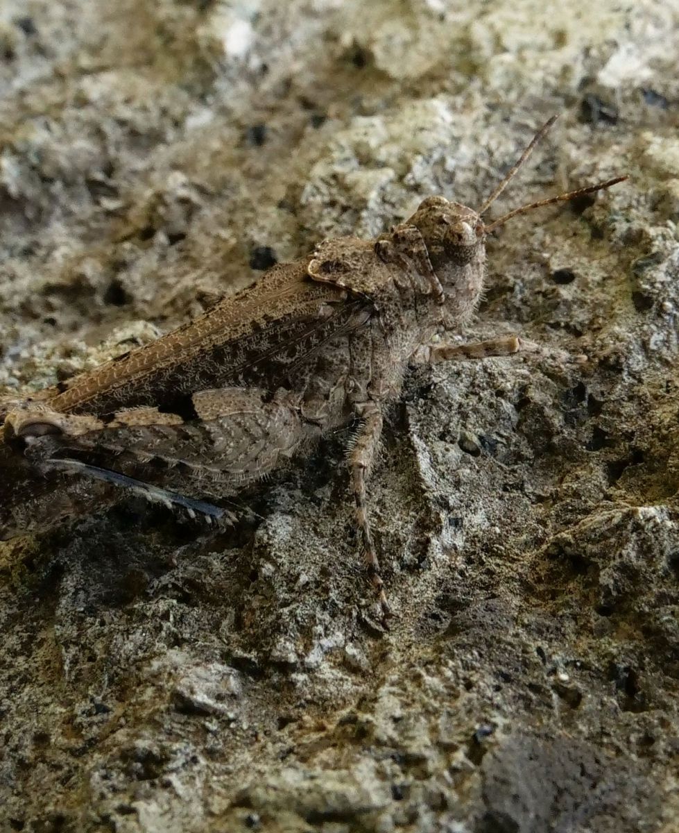 イボバッタ 動物 虫 昆虫 Ganref