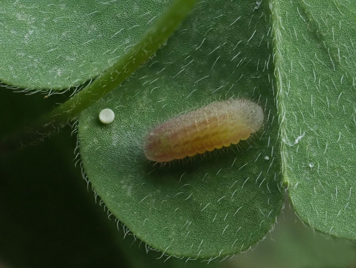 ヤマトシジミの終齢幼虫 動物 虫 昆虫 Ganref
