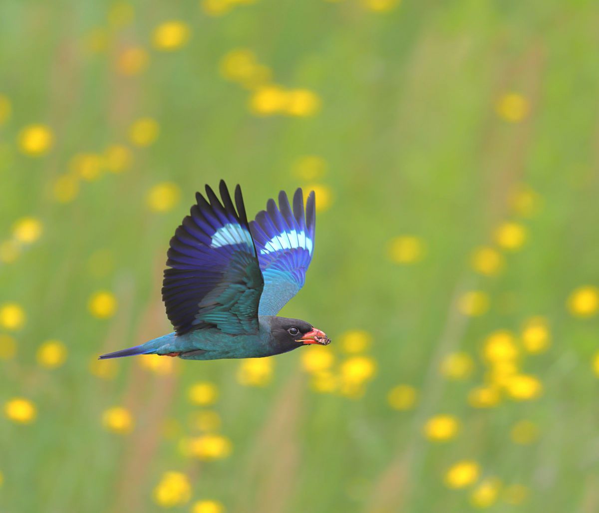 町の鳥ブッポウソウ 動物 鳥類 Ganref