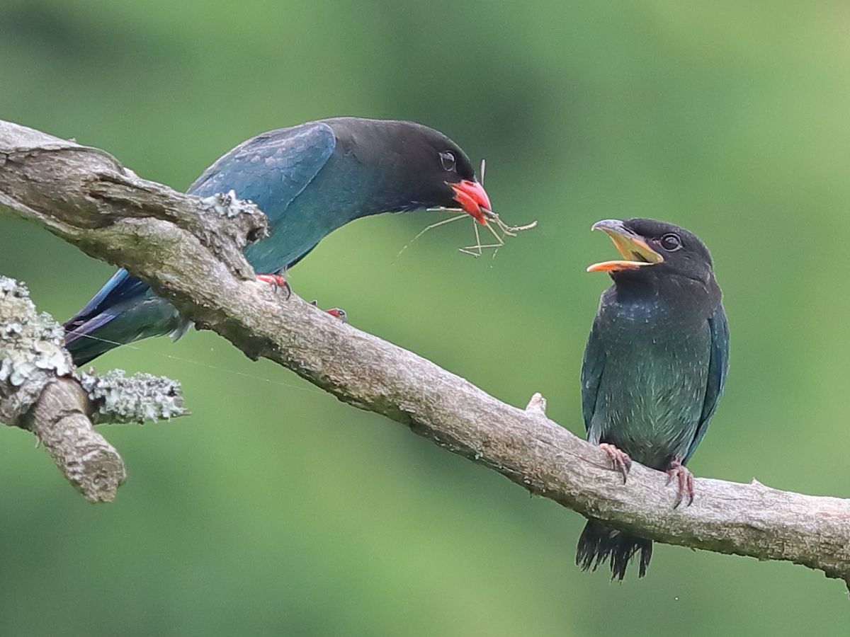 はい アーンして 動物 鳥類 Ganref