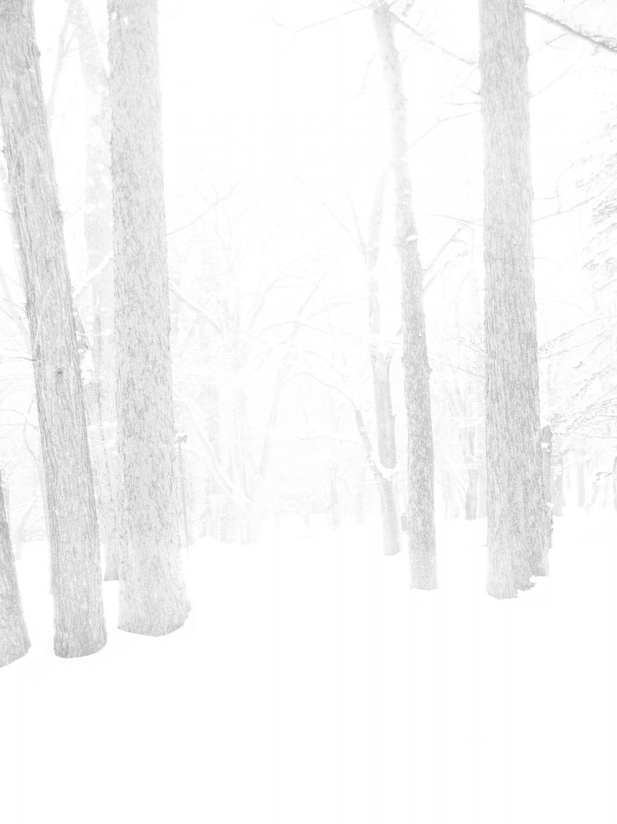 winter forest | GANREF