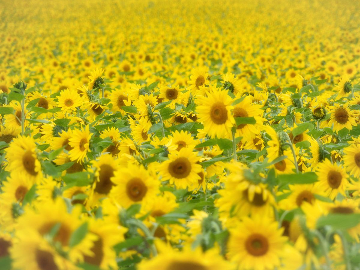 yellow | GANREF