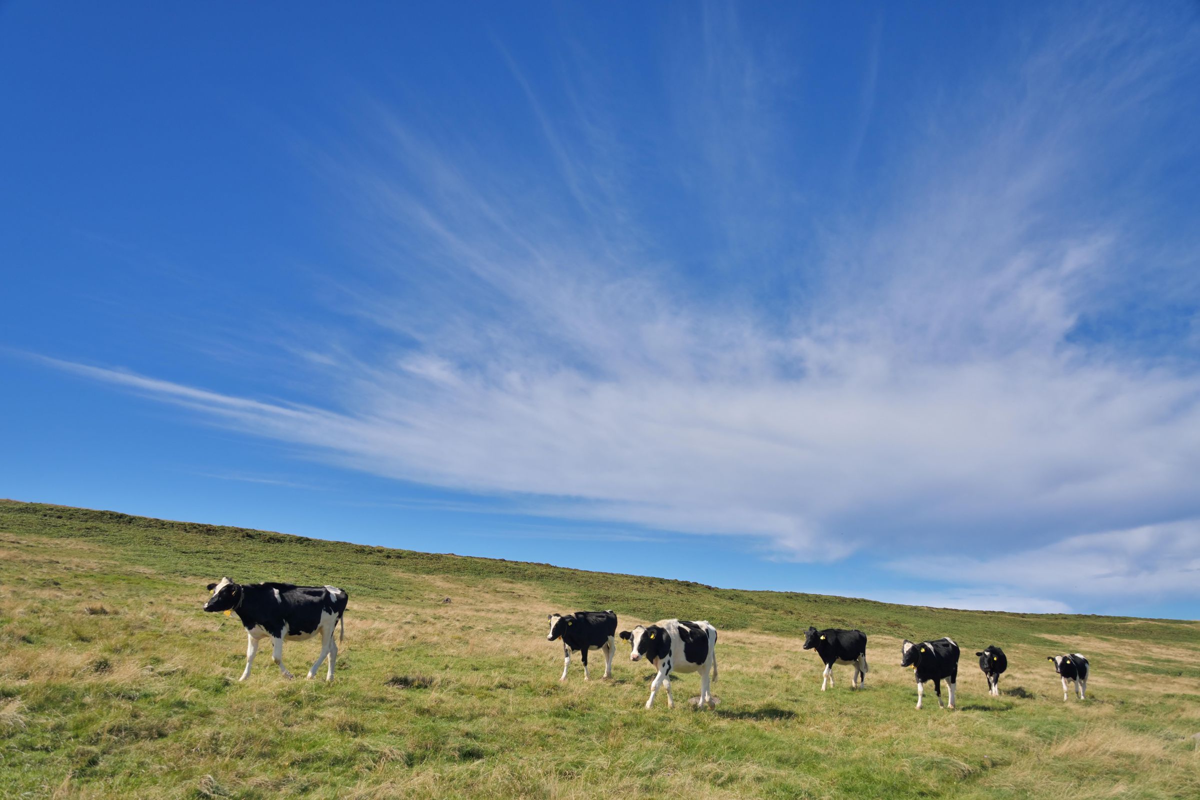 青空牧場を行く | GANREF