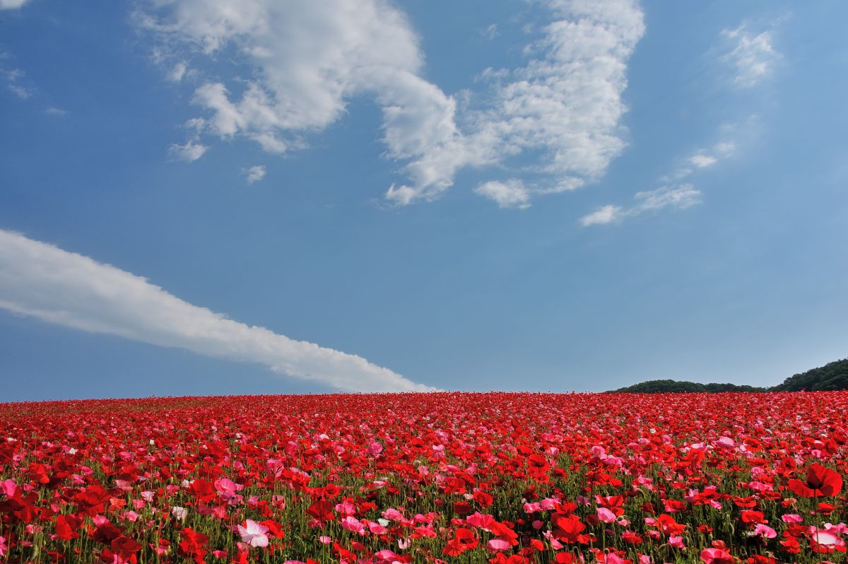 空に繋がる花畑 自然 風景 高原 Ganref