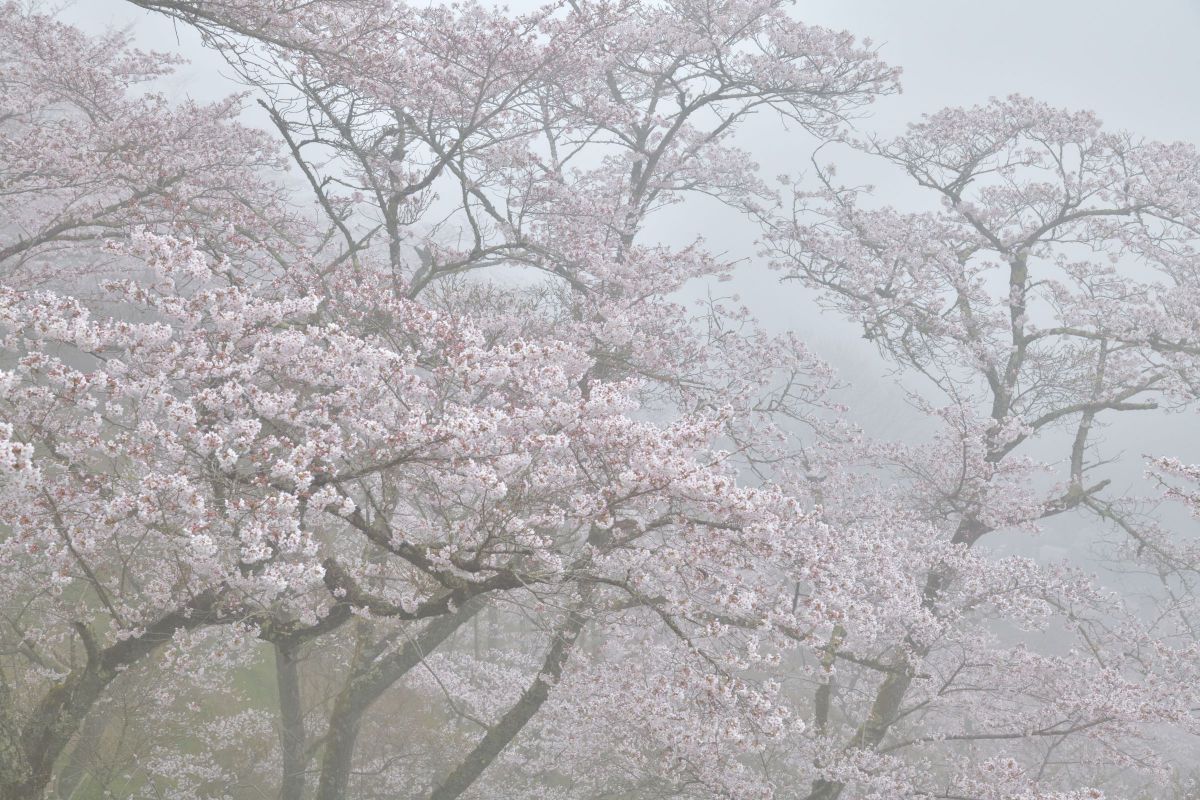 春霞 | GANREF