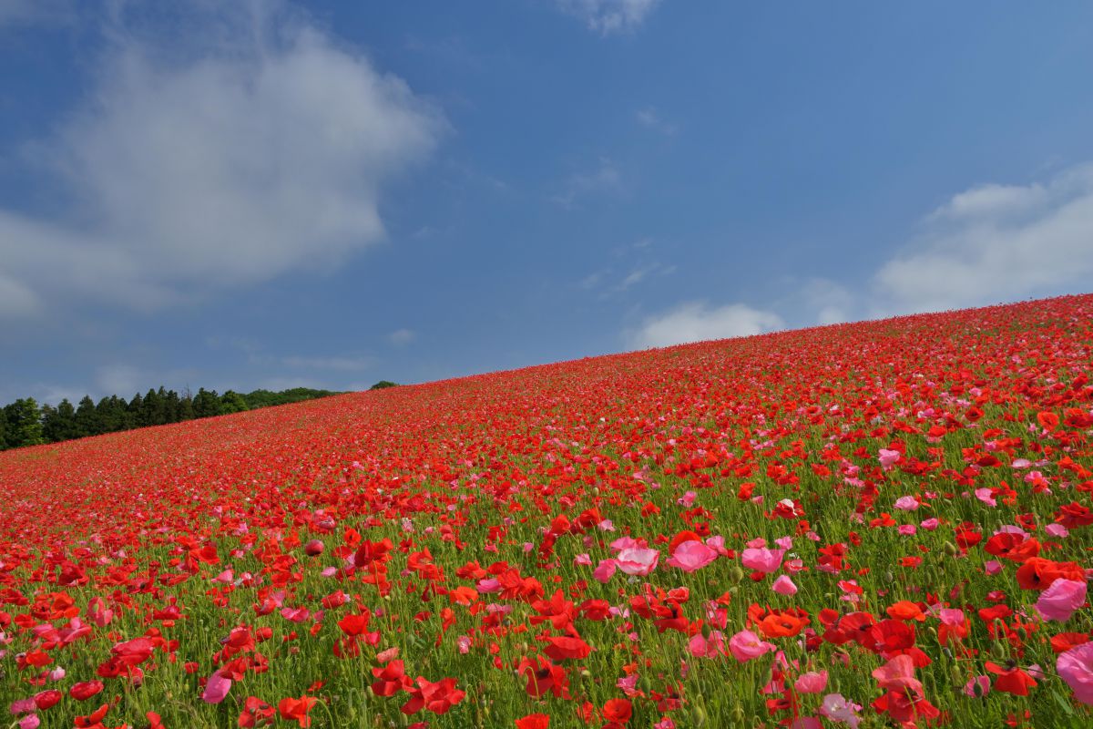 雛芥子の丘 自然 風景 高原 Ganref