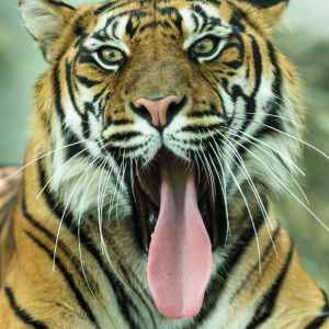 ead6327d9f16e6bc42bb3cce16388d