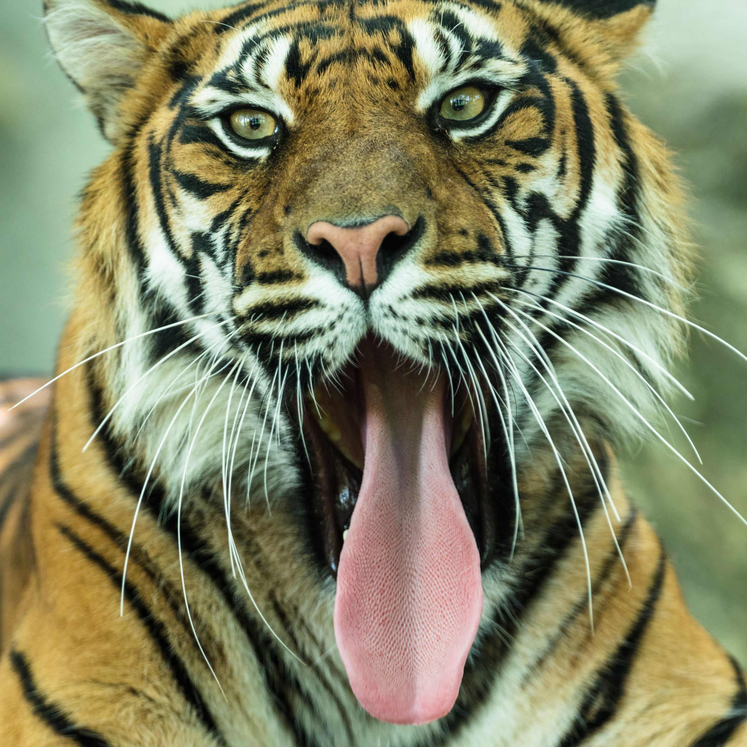 トラたん | GANREF