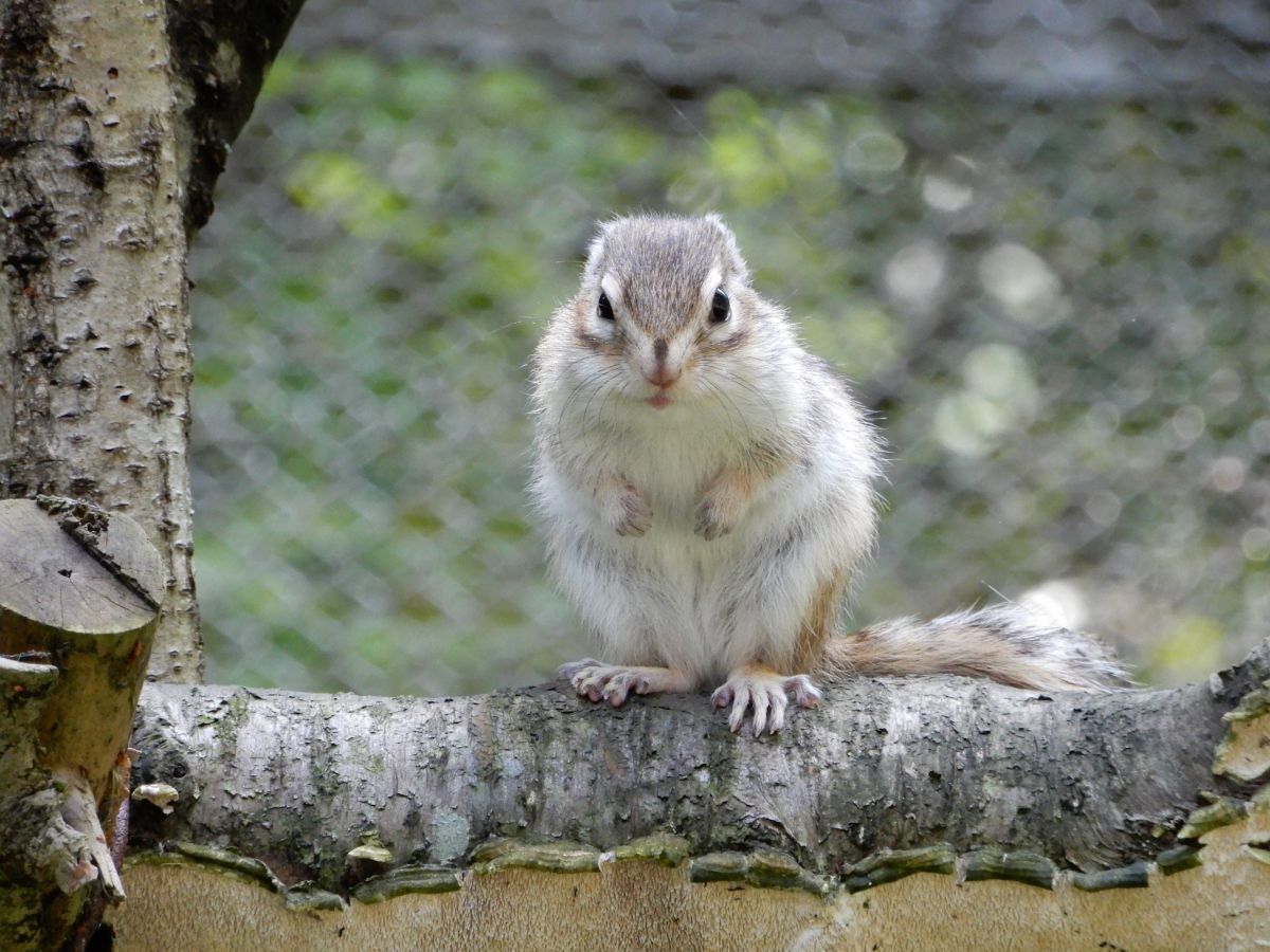 加茂山リス園 動物 小動物 Ganref