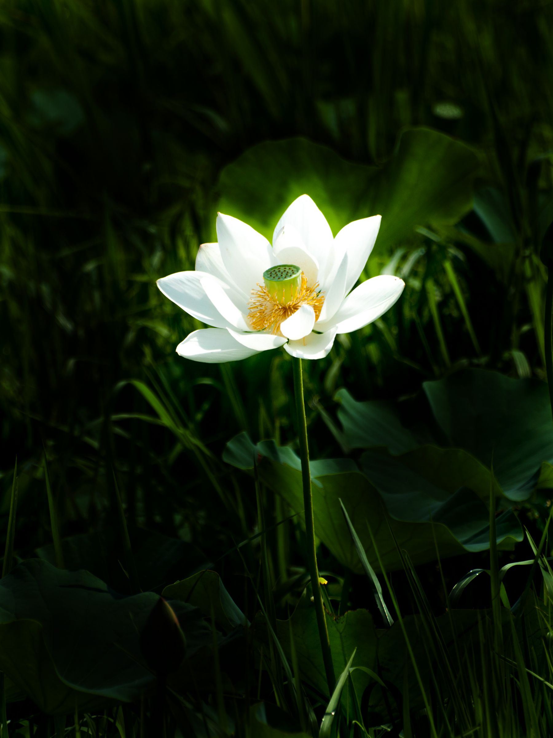 nibbles ステンドグラス一輪 1花 80 | teshigotoya ねむの木の豆