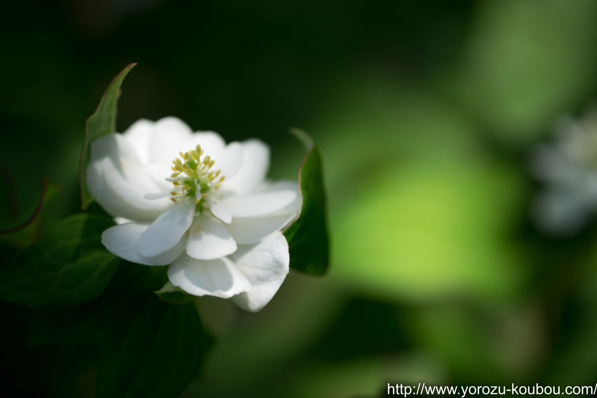 八重のドクダミソウ 自然 風景 その他 Ganref