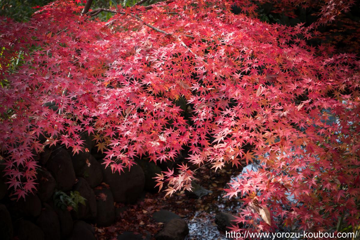 Panasonic 渾身のコンデジ DMC-LX9 | GANREF