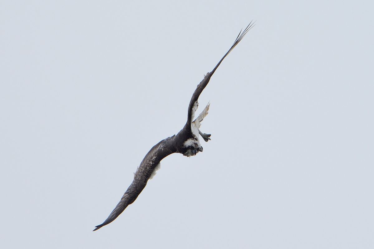 オスプレイ 急降下 動物 鳥類 Ganref