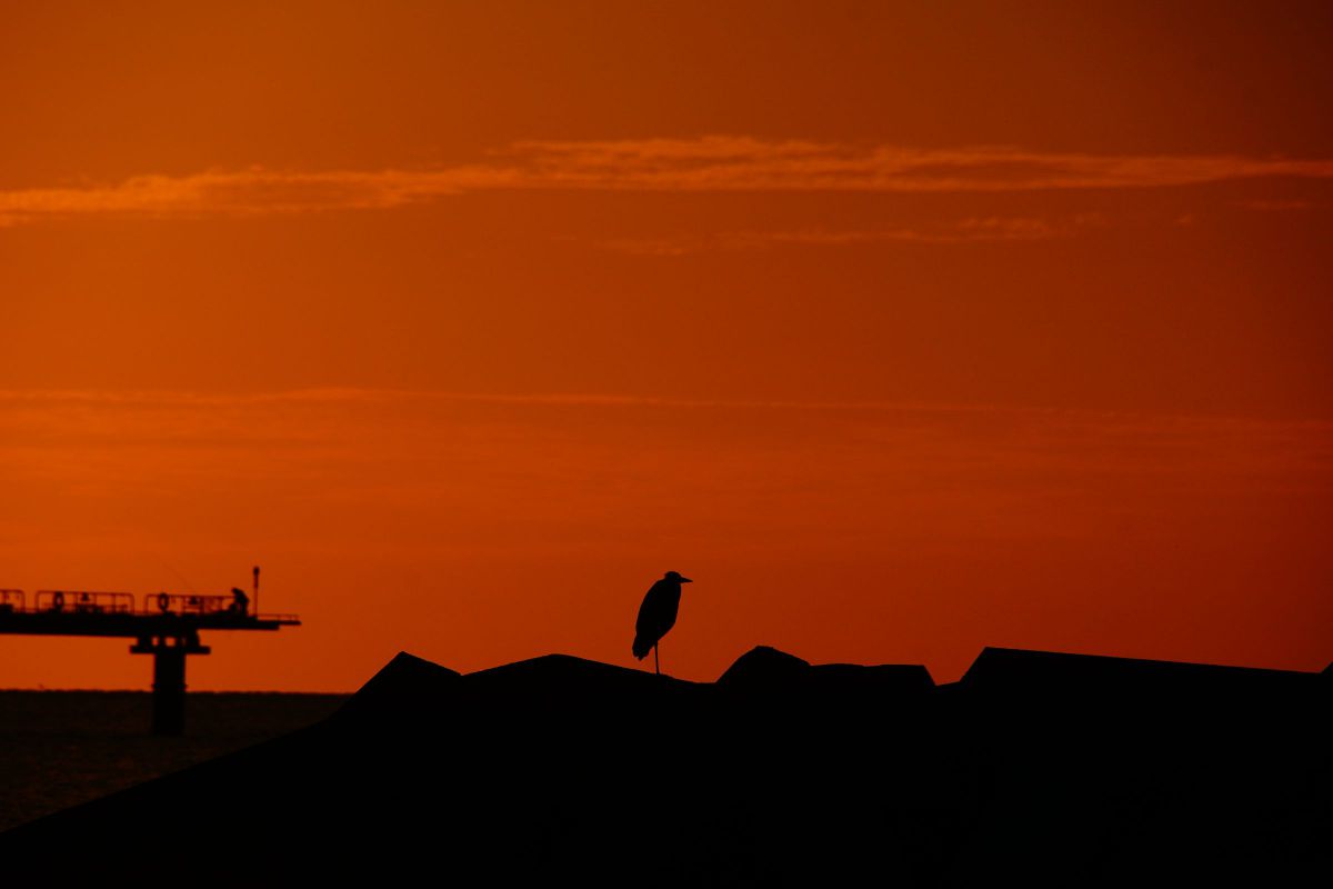 黄昏てる鳥 動物 鳥類 Ganref