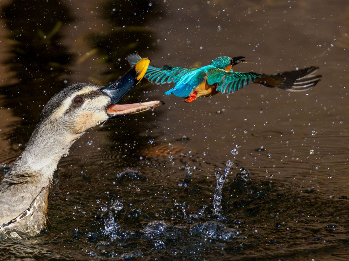 M.ZUIKO DIGITAL ED 300mm F4.0 IS PROで撮影された写真 | 写真検索 
