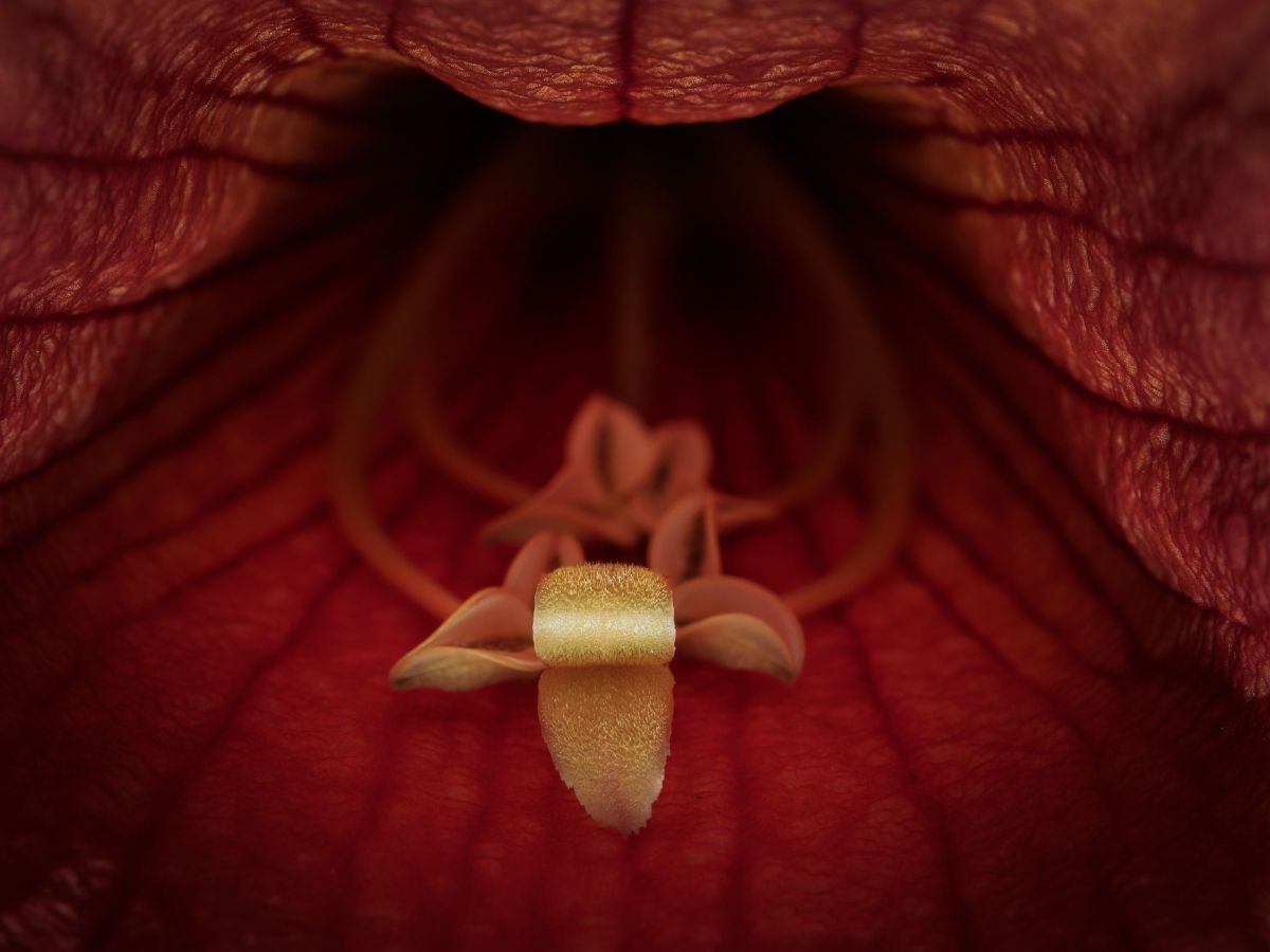M.ZUIKO DIGITAL ED 60mm F2.8 Macroで撮影された写真 | 写真検索 | GANREF