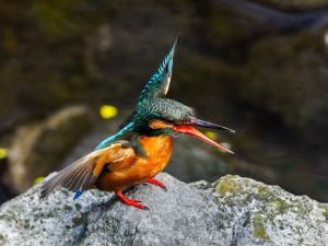 MDAwMDAxMDQ1NQ_MC4xOTA0NTMwMCA