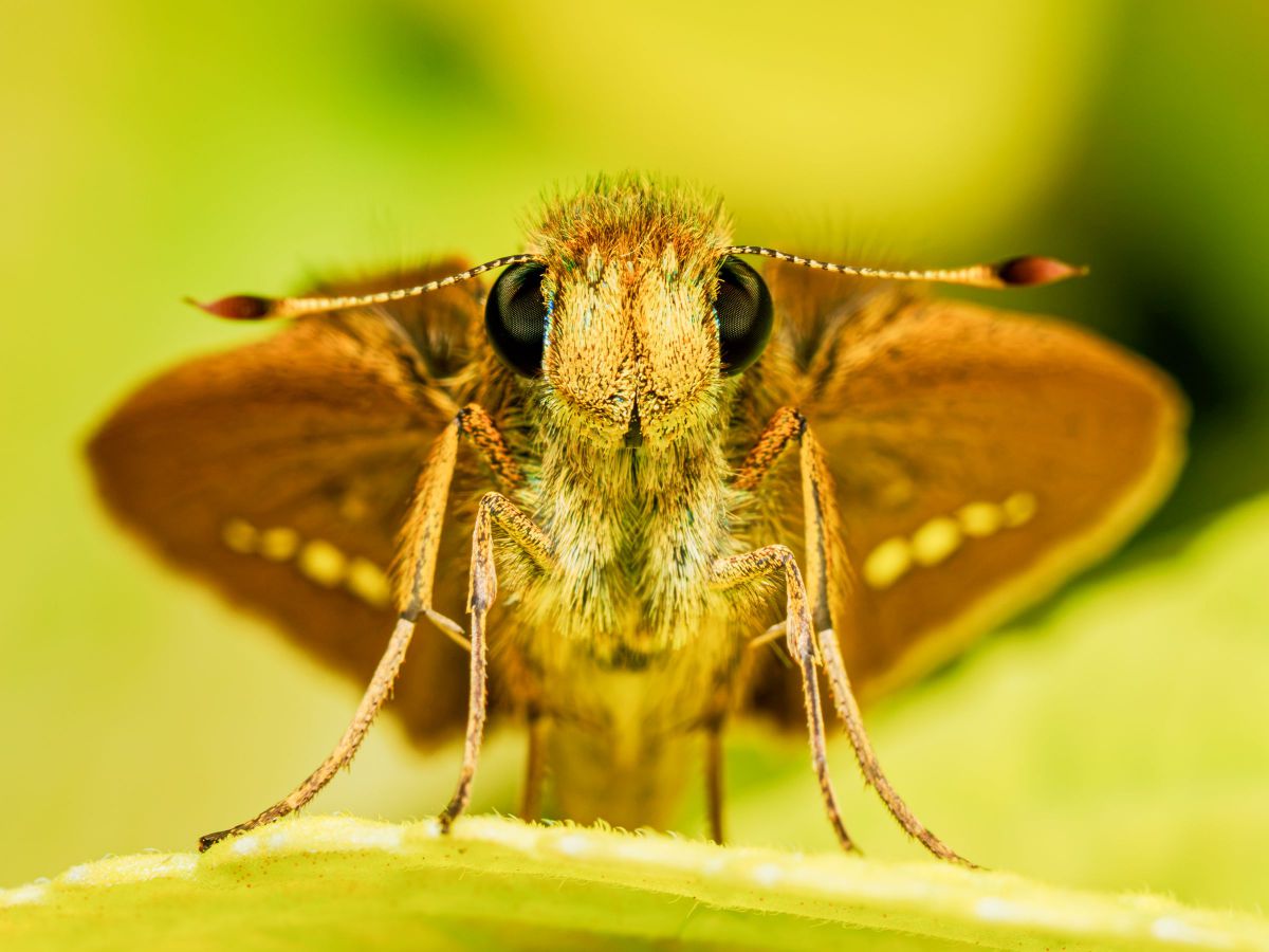M.ZUIKO DIGITAL ED 60mm F2.8 Macroで撮影された写真 | 写真検索 | GANREF