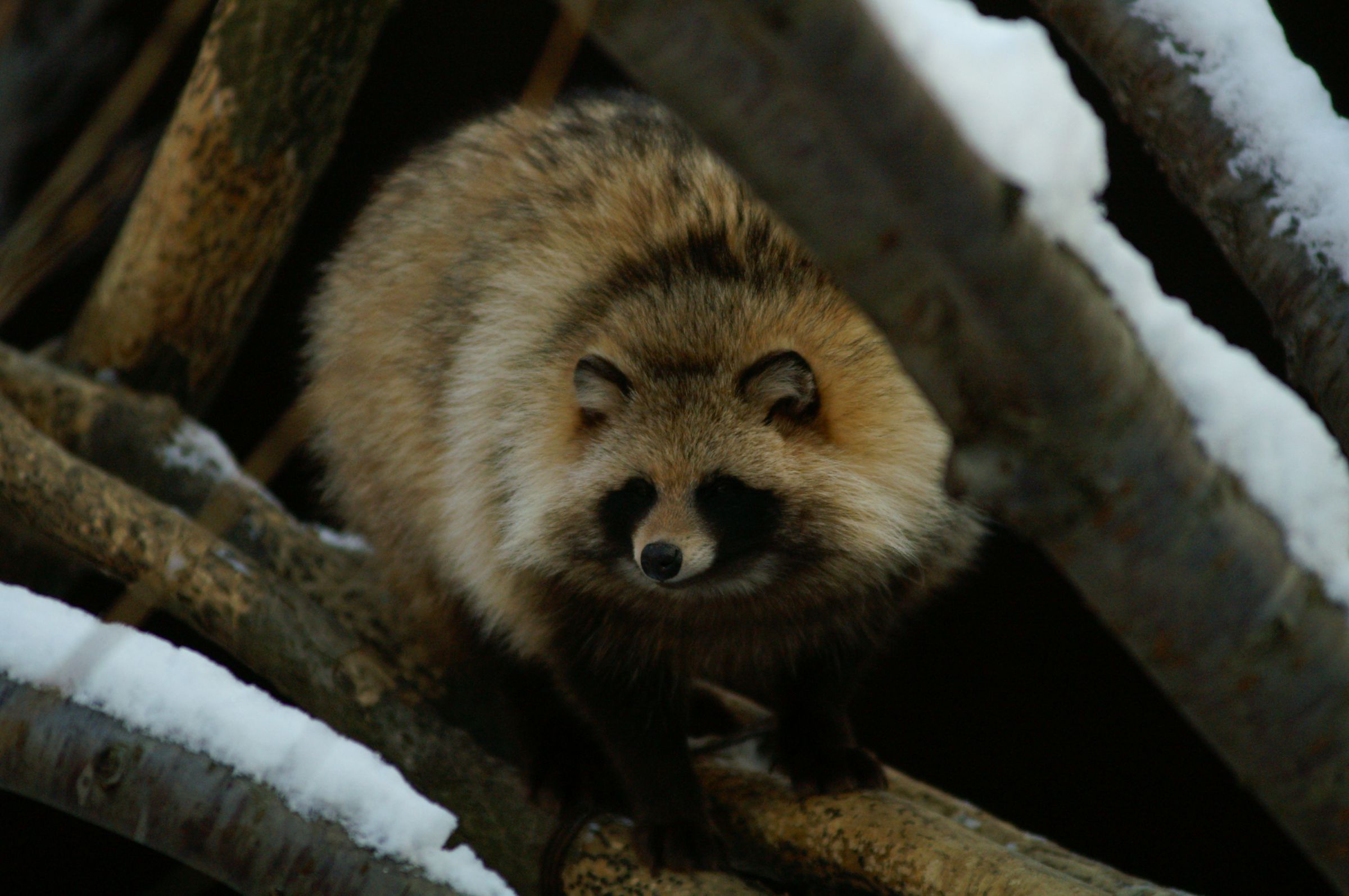 たぬきのポン太 | GANREF