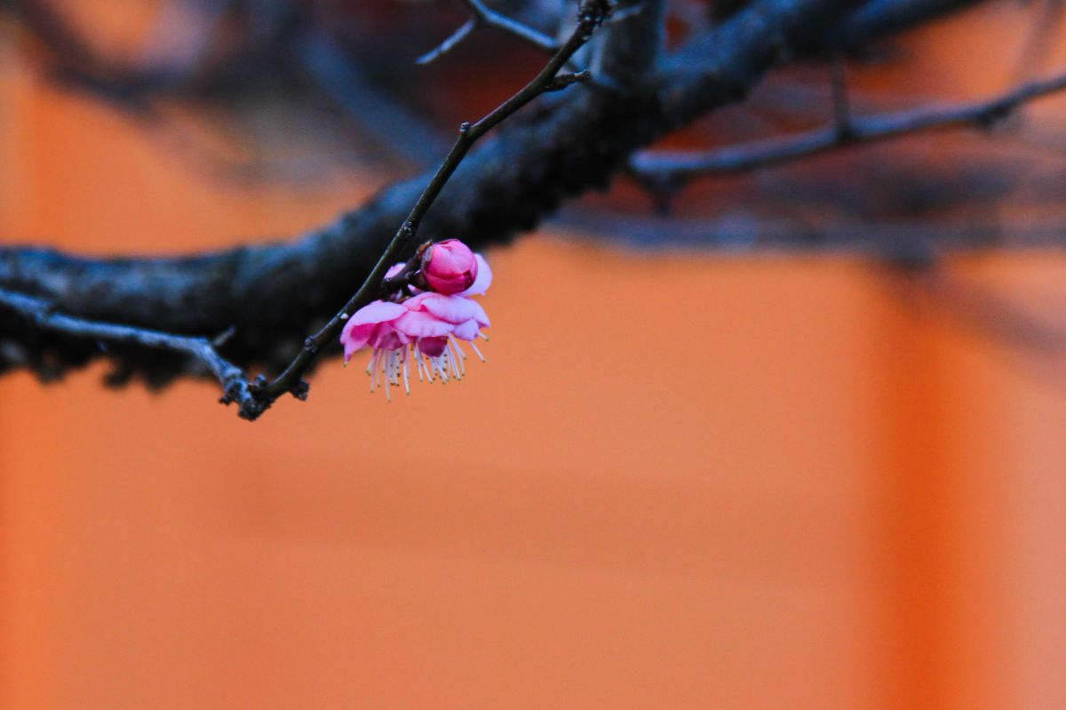 かわいい春の使者 植物 花 花びら Ganref