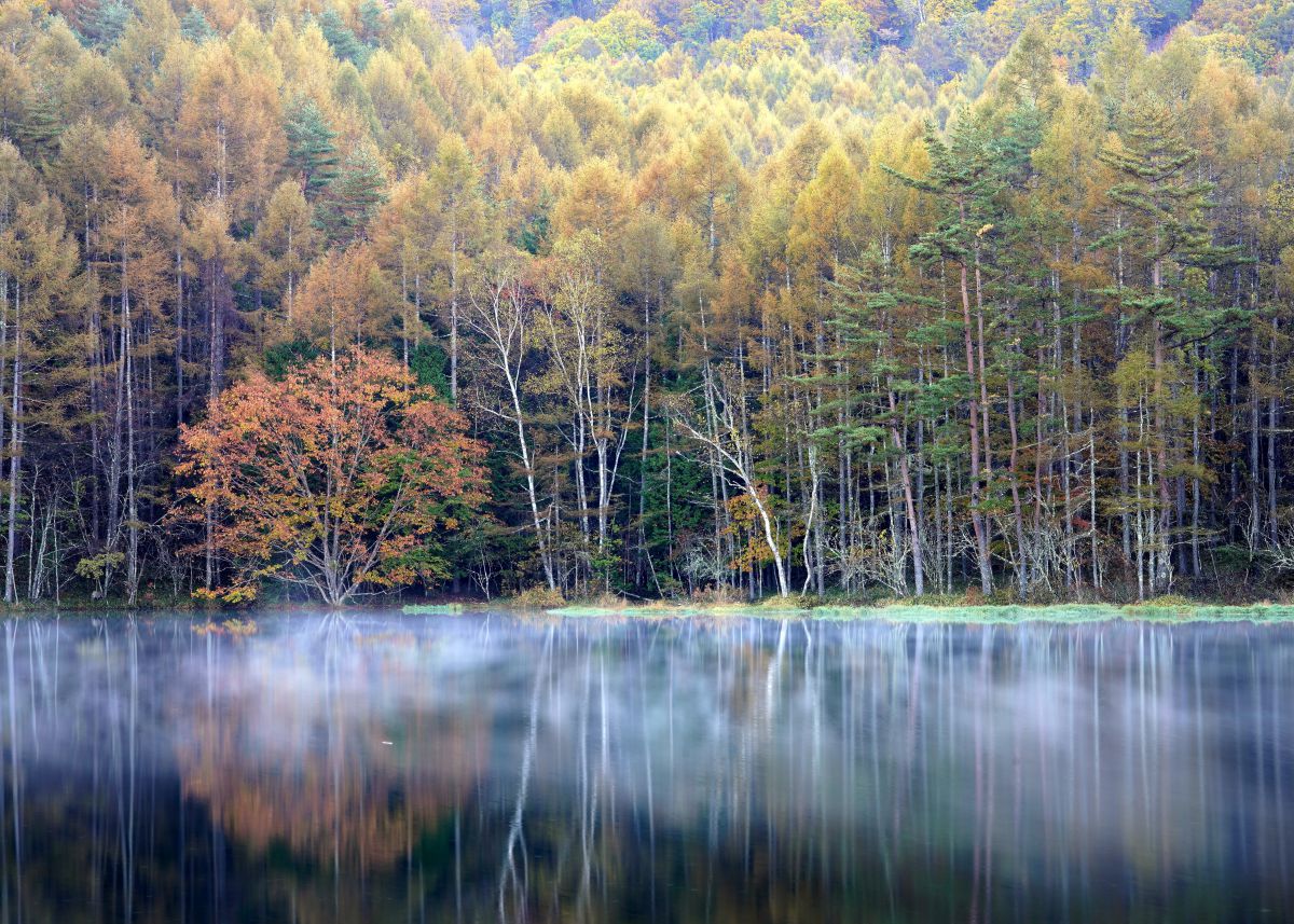 御射鹿池の秋 植物 紅葉 Ganref