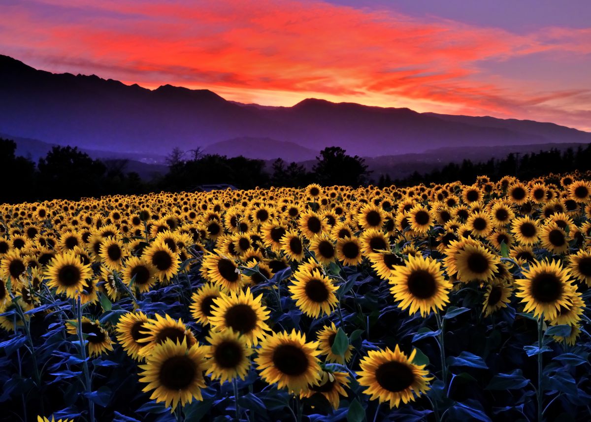 夕焼けひまわり 植物 花 花びら Ganref