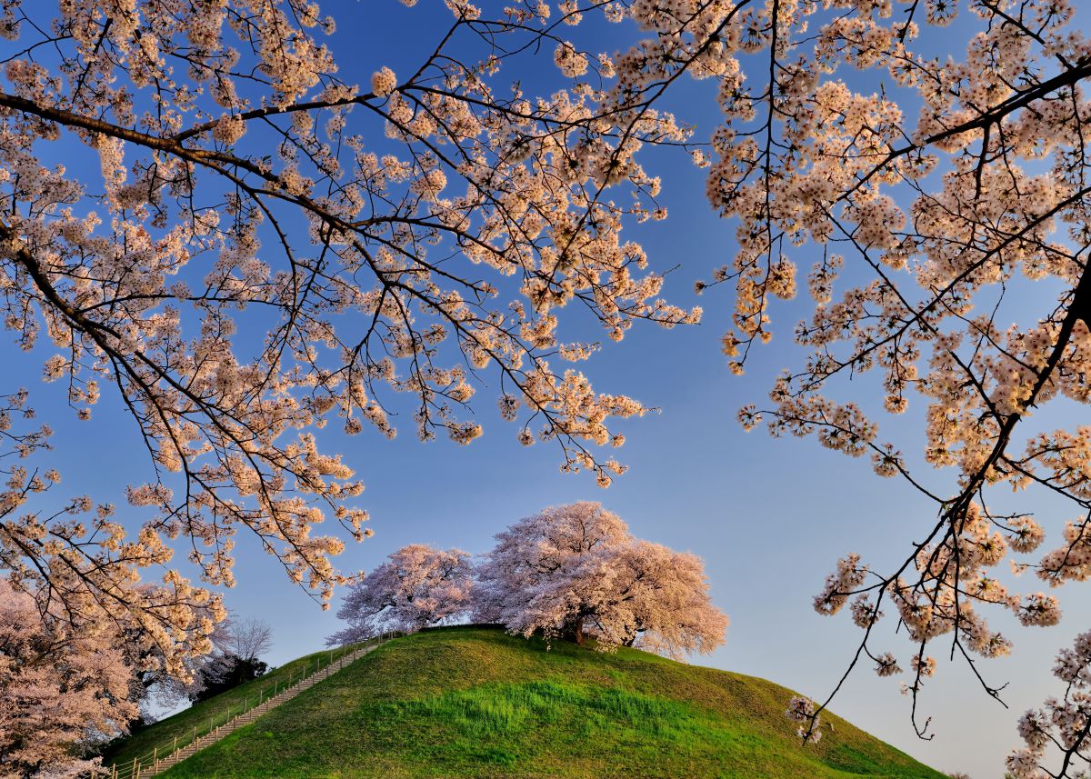 さきたま古墳の朝桜 植物 桜 Ganref