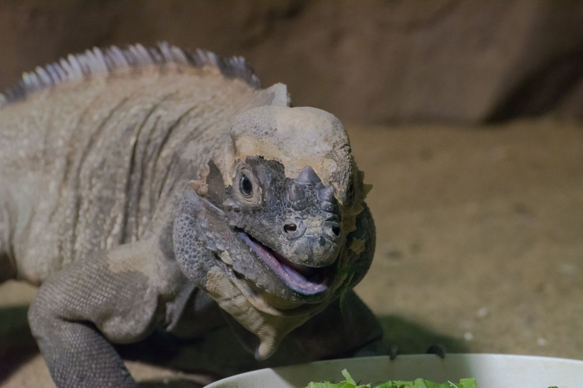 にぱっ 動物 爬虫類 両生類 Ganref