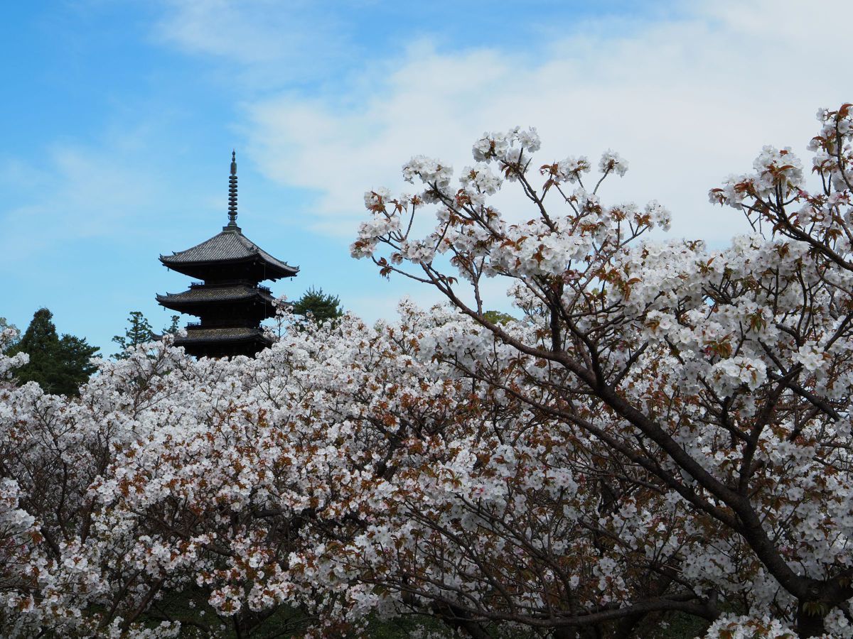 仁和寺の御室桜 | GANREF