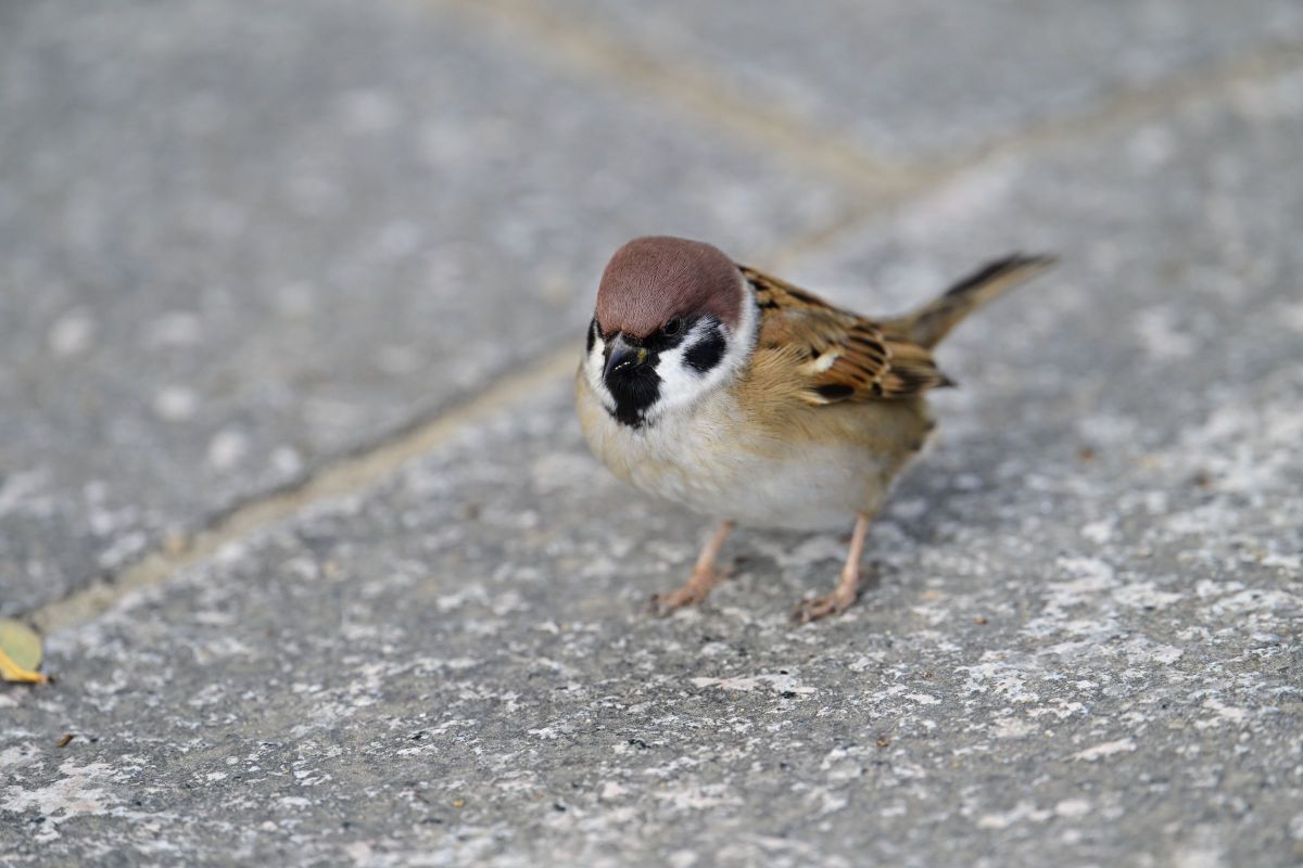 スズメページ ニコン Z8＆超望遠レンズ］【野鳥編】 第8回 NIKKOR Z 400mm f