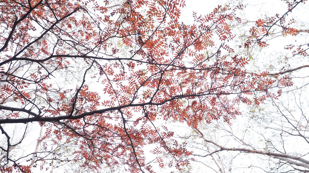 Autumn Leaves 植物 紅葉 Ganref