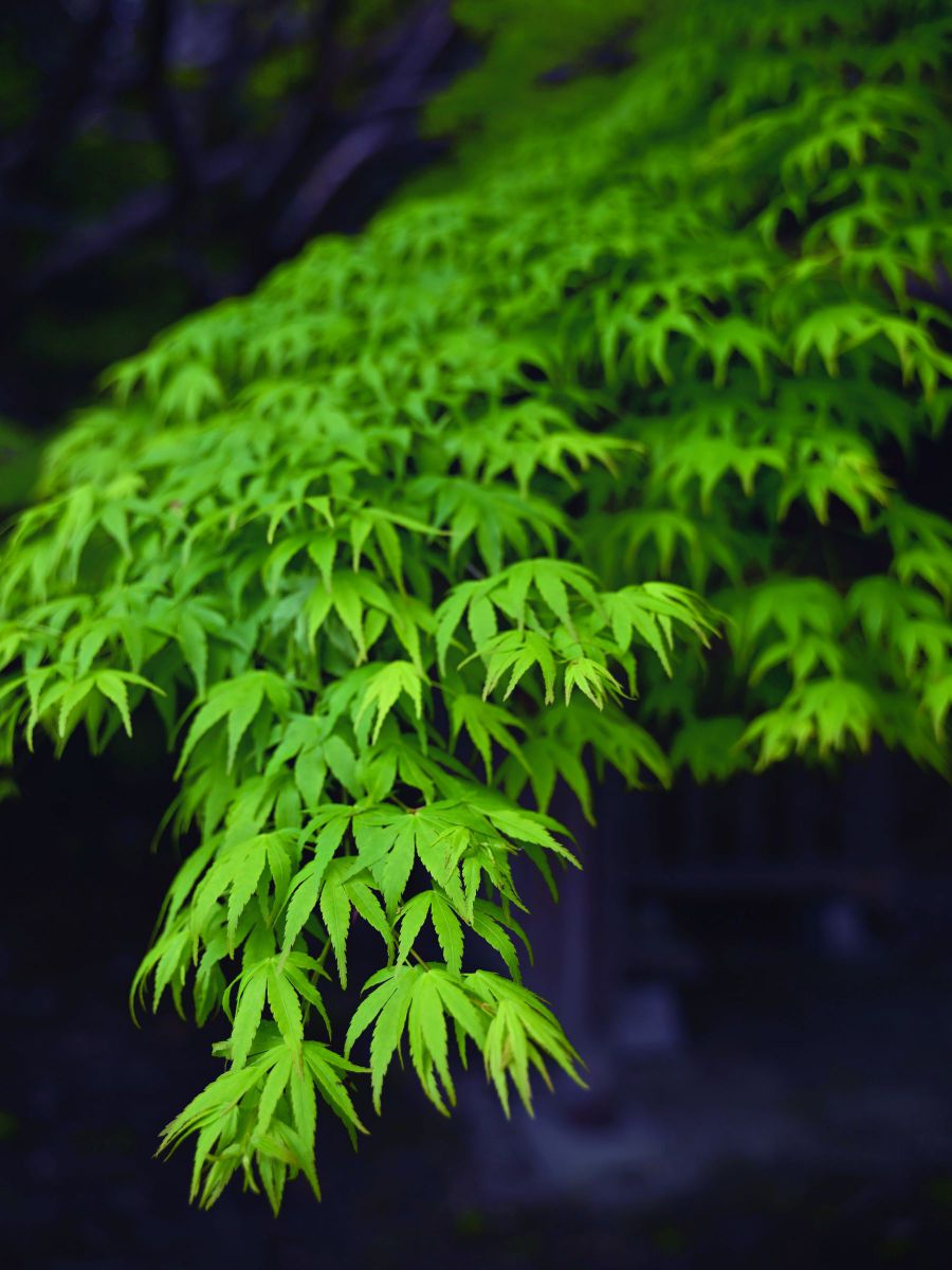 a moment of green maple | GANREF