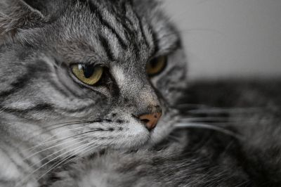 本日の収穫