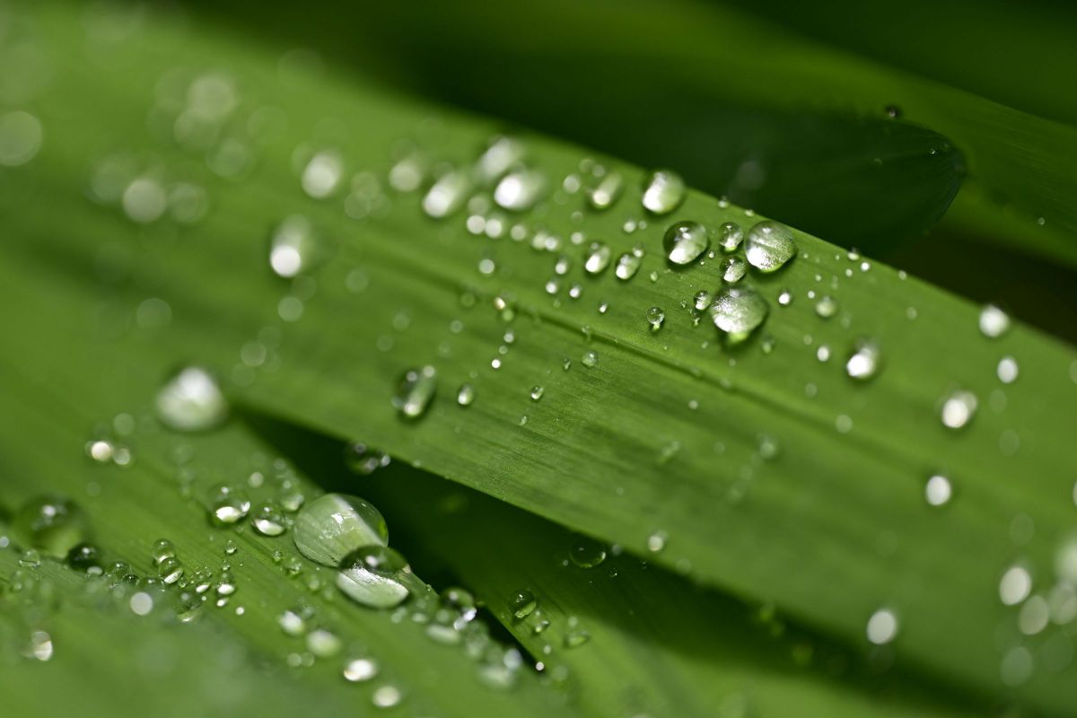 a moment after the rain | GANREF
