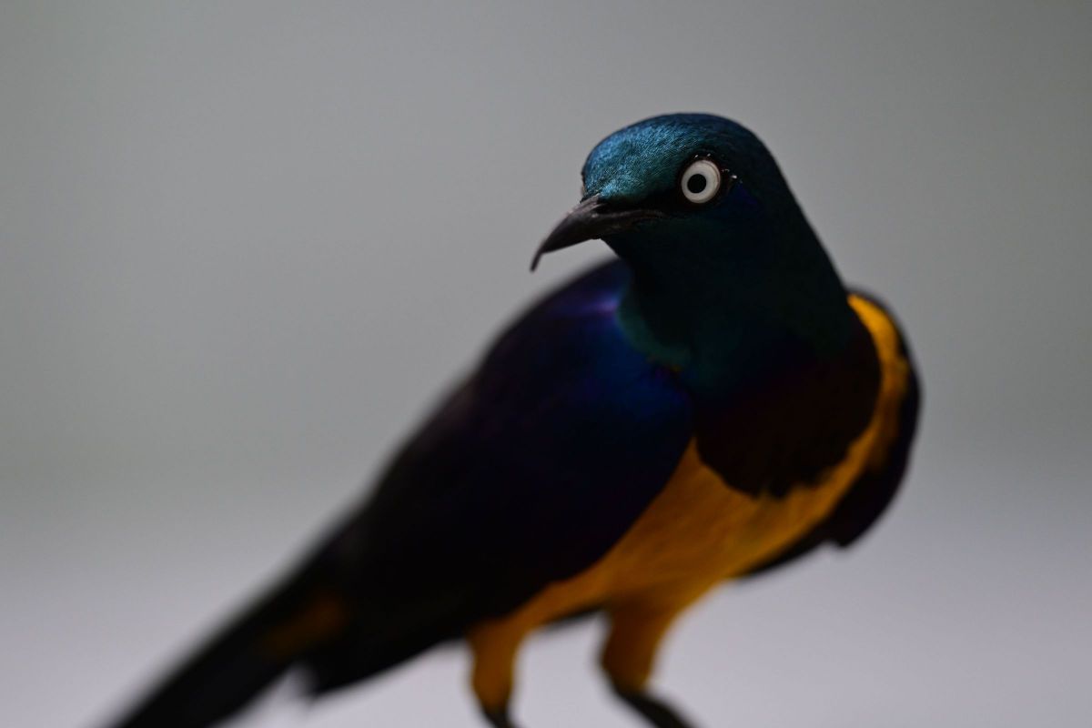 花鳥 レビューその5：掛川花鳥園（ニコンZ8 & NIKKOR Z 70-200mm f/2.8 VR