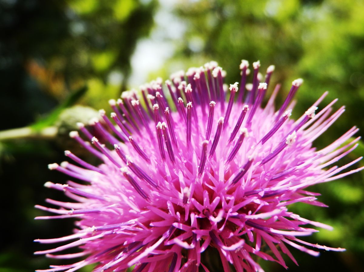 OLYMPUS SP-610UZで撮影された写真 | 写真検索 | GANREF OLYMPUS SP-610UZで撮影された写真 | 写真検索 | GANREF