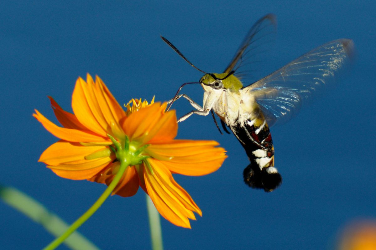 オオスカシバの食事 動物 虫 昆虫 Ganref