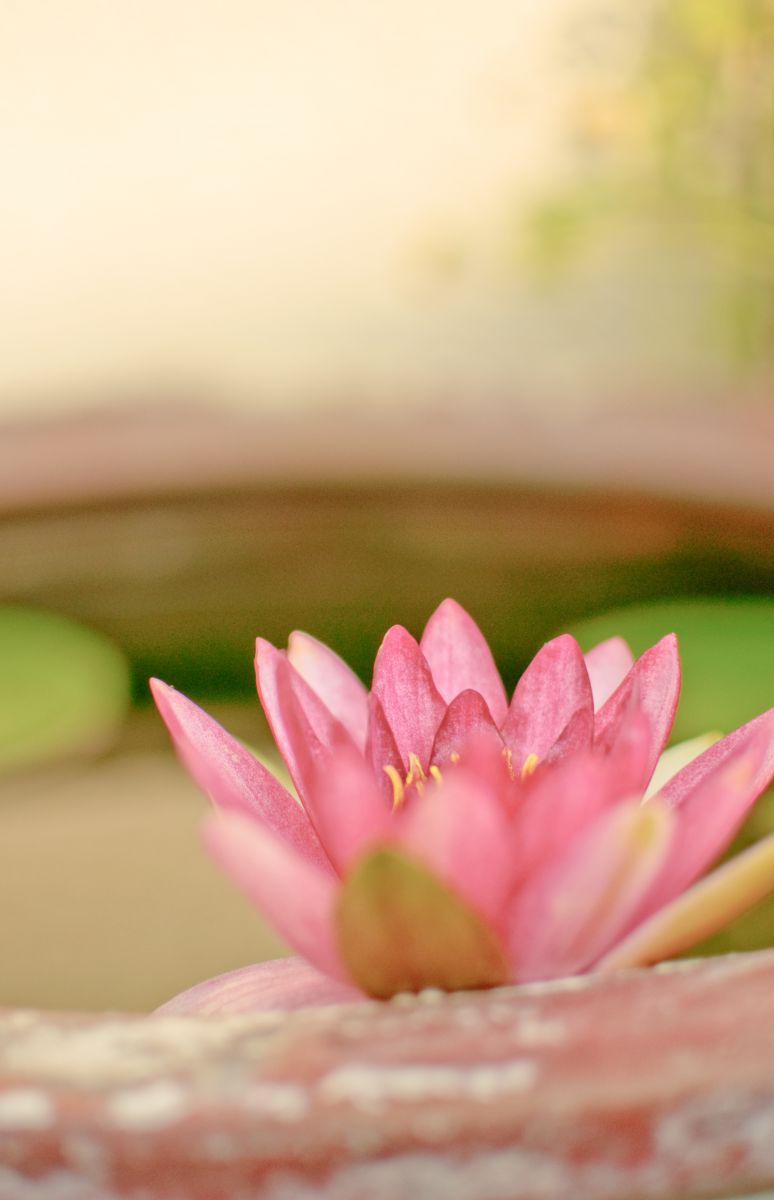 和風美人 植物 花 花びら Ganref