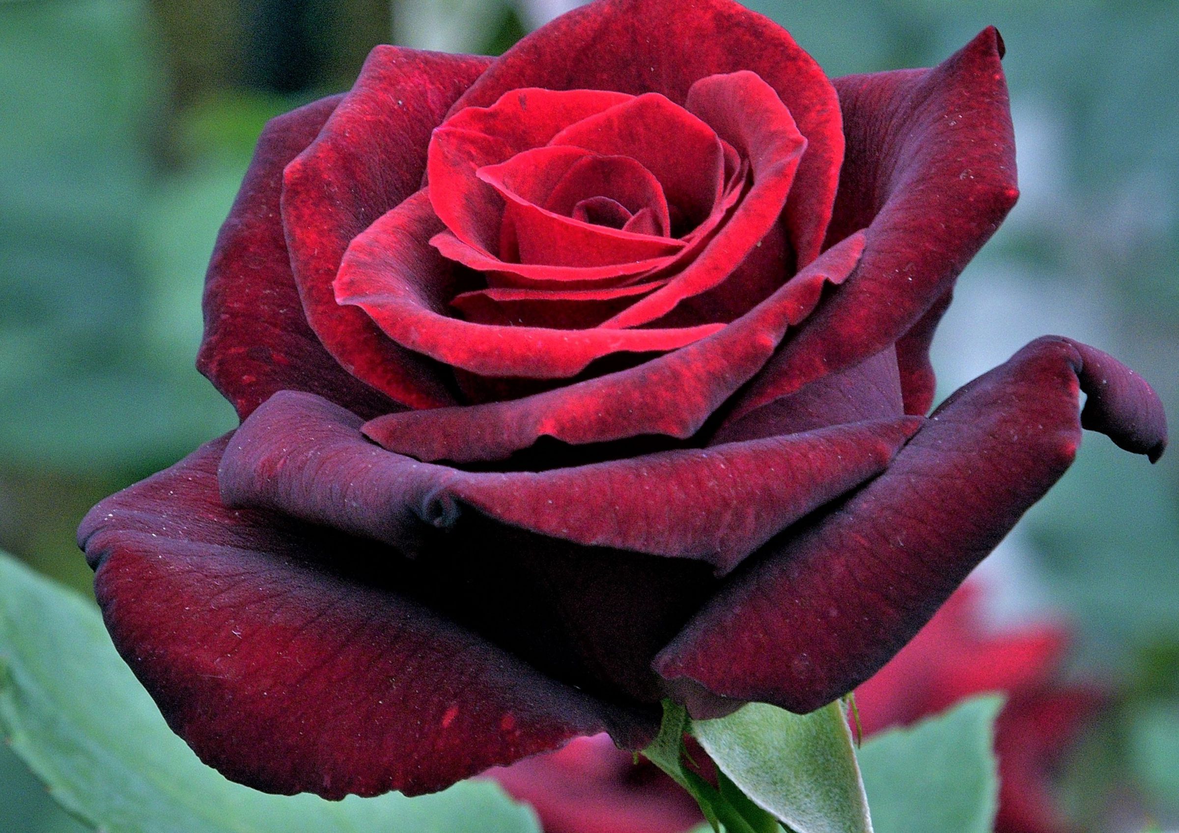 冠名 イングリッド バーグマン の薔薇 2022 | GANREF