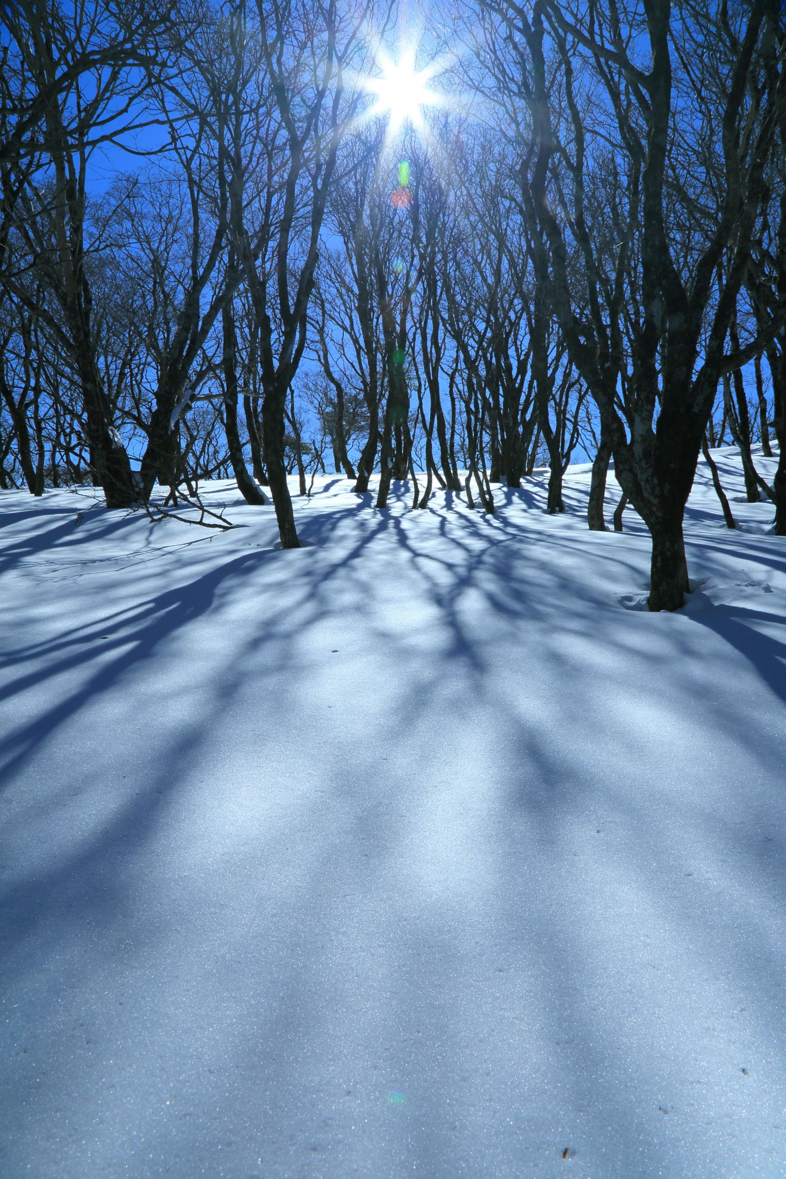冬の日差し | GANREF