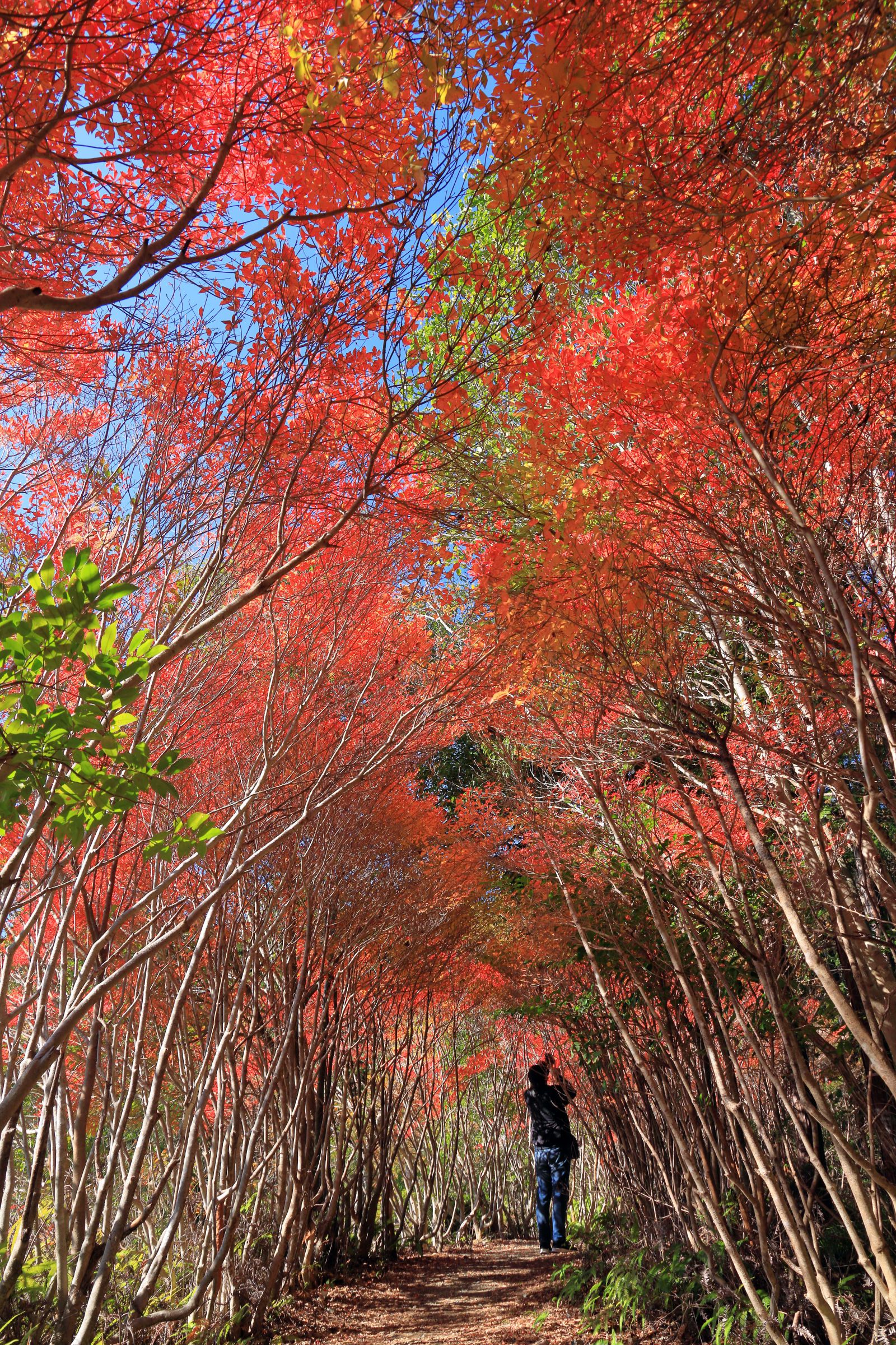 ドウダンツツジのトンネル | GANREF