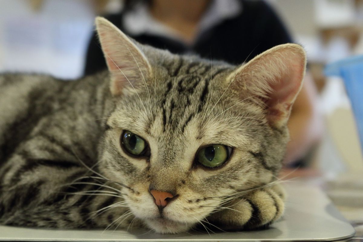 そっぽを向く 動物 猫 Ganref
