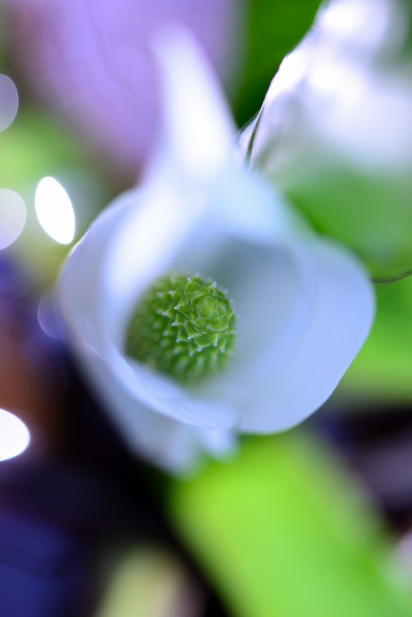 水芭蕉の花が咲きそう 植物 花 花びら Ganref