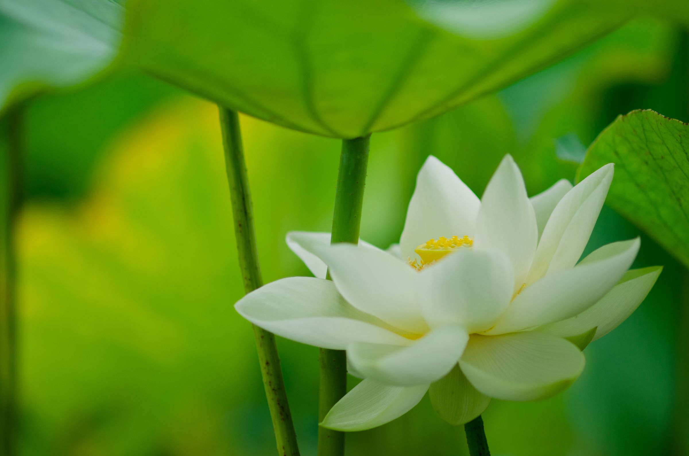 白蓮 | GANREF