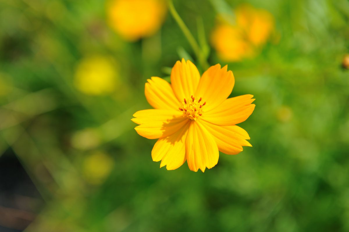 黄色い宝石 植物 花 花びら Ganref