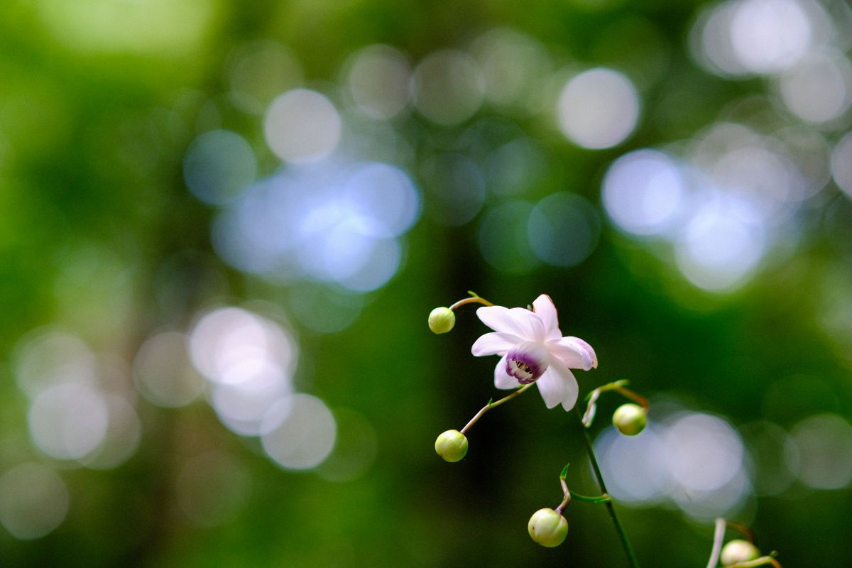 XF50mmF1.0 R WRで撮影された写真 | 写真検索 | GANREF